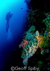 on the wall at Sipadan. Nikon F-100 by Geoff Spiby 